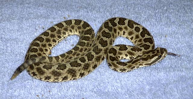 Massasauga Male.jpg [53 Kb]
